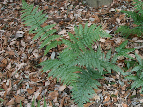 Dryopteris nipponensis