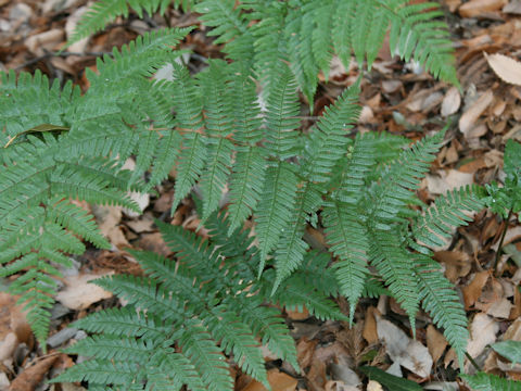 Dryopteris nipponensis