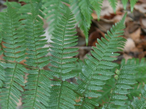 Dryopteris nipponensis