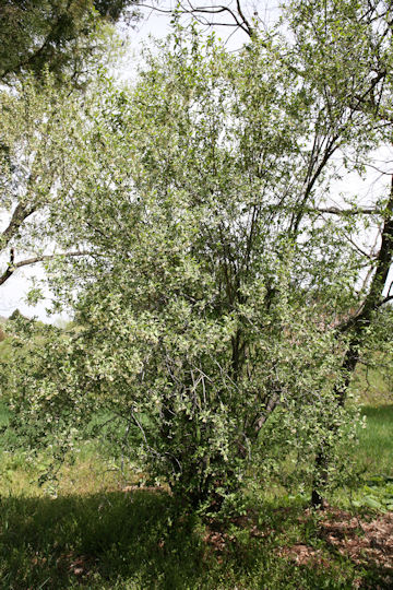 Elaeagnus multiflora var. hortensis