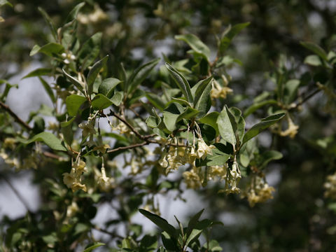 Elaeagnus multiflora var. hortensis