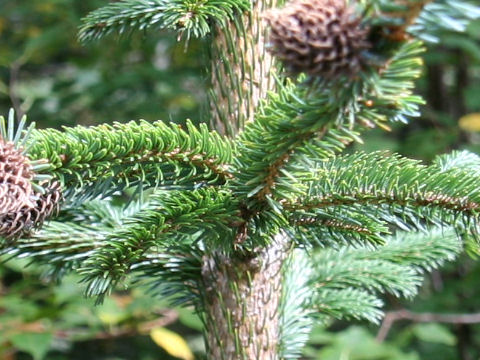 Picea jezoensis var. hondoensis