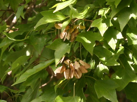 Acer buergerianum