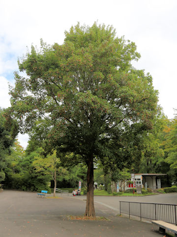 Acer buergerianum