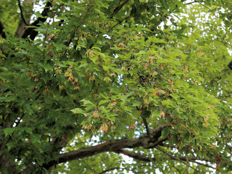 Acer buergerianum