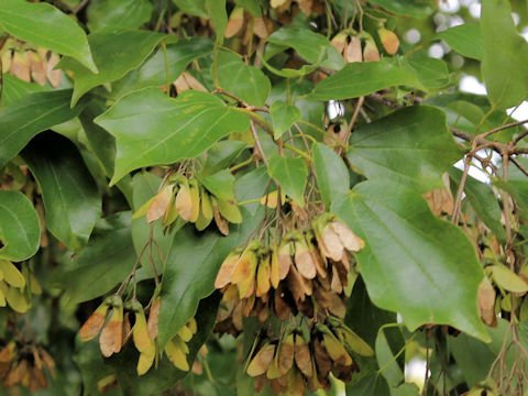 Acer buergerianum