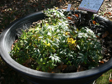 Angelica acutiloba