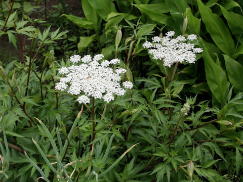 Angelica acutiloba