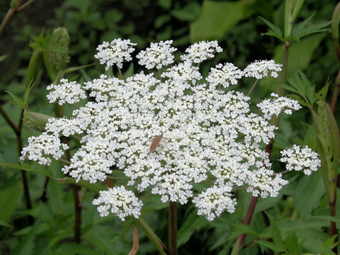 Angelica acutiloba