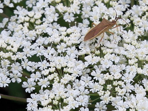 Angelica acutiloba