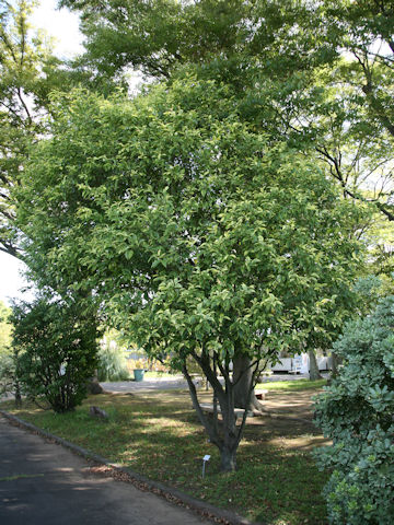Ligustrum lucidum cv. Tricolor