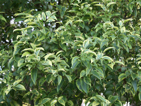 Ligustrum lucidum cv. Tricolor