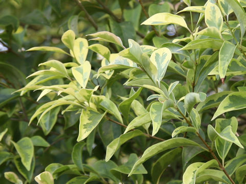 Ligustrum lucidum cv. Tricolor