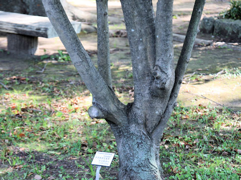 Ligustrum lucidum cv. Tricolor
