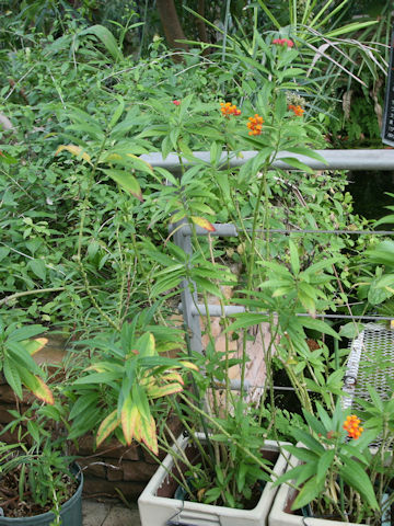 Asclepias curassavica