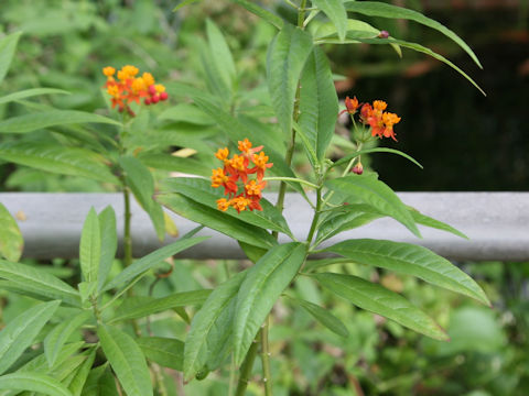 Asclepias curassavica