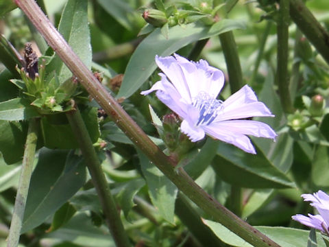 Cichorium intybus var. foliosum