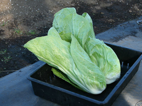 Cichorium intybus var. foliosum cv. Uranus