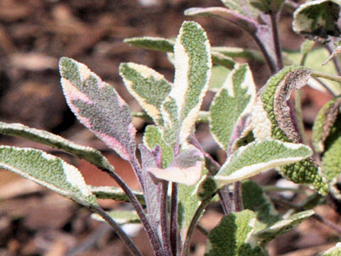 Salvia officinalis cv. Tricolor