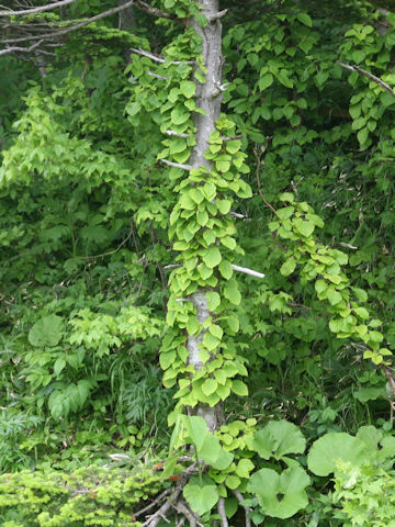 Hydrangea petiolaris