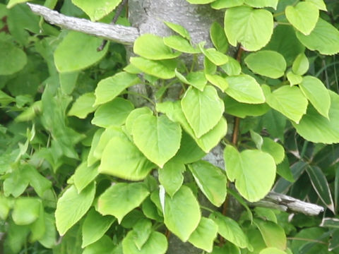 Hydrangea petiolaris