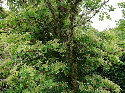 Hydrangea petiolaris