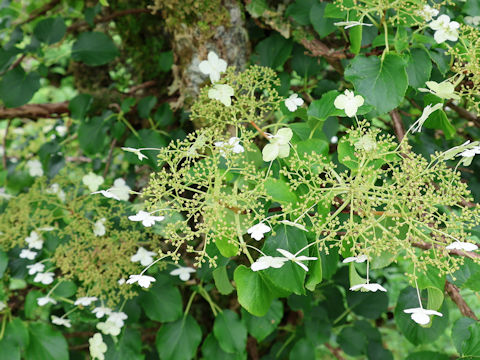 Hydrangea petiolaris