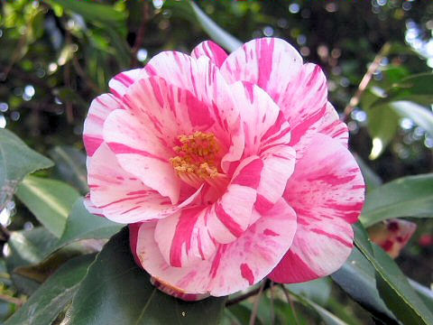 Camellia japonica cv. Hatsuse-yama