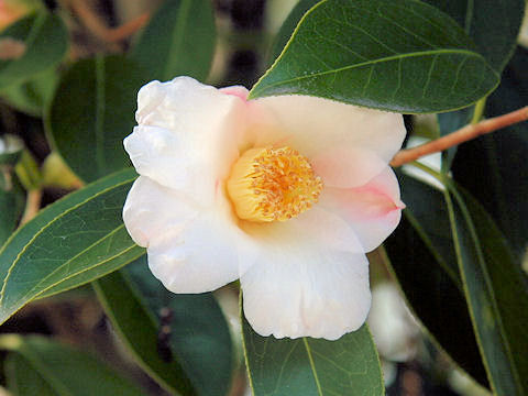 Camellia japonica cv. Setchu-ka