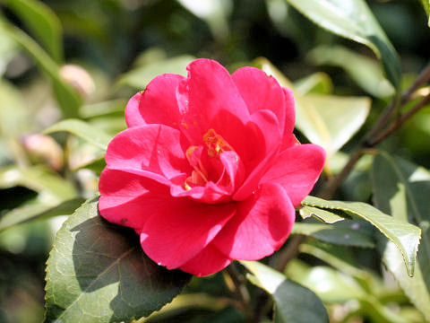 Camellia japonica cv. Ko-momiji