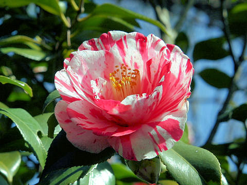 Camellia japonica cv. Kyoto-sano