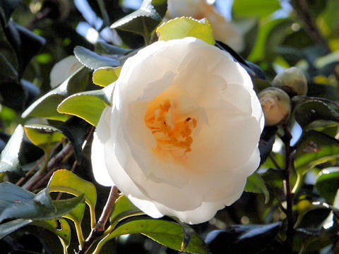 Camellia japonica cv. Renjo-no-takara