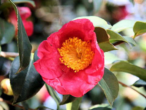 Camellia japonica cv. Yatsu-hashi