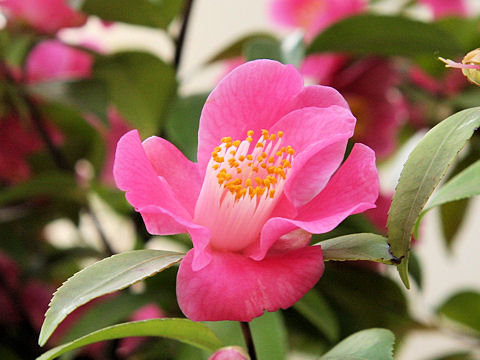 Camellia japonica cv. Salut