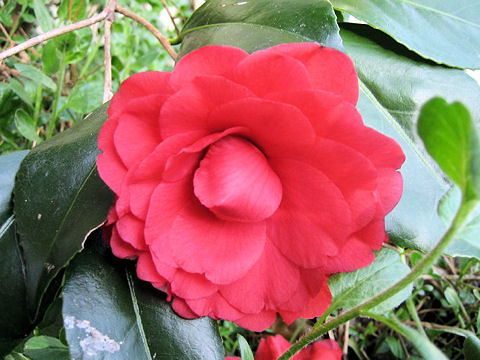 Camellia japonica cv.