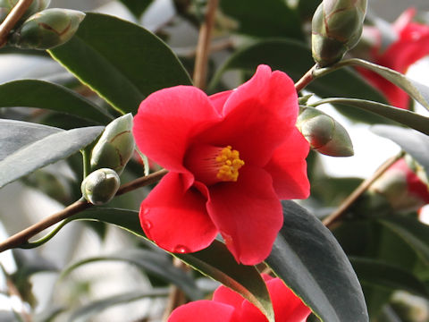 Camellia japonica cv. Mihono-seki