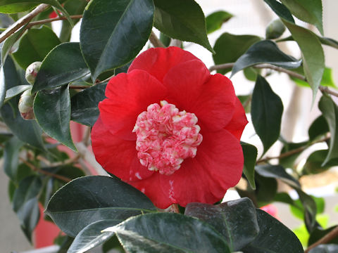 Camellia japonica cv. Shonan-bokuhan