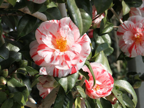 Camellia japonica cv. Izu-higurashi