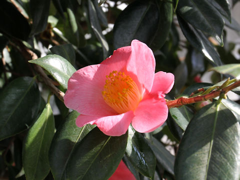 Camellia japonica cv. Touhou-saku