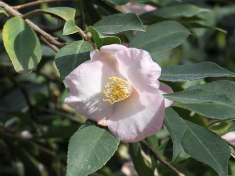 Camellia japonica cv. Soushun