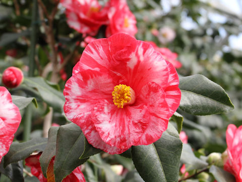 Camellia japonica cv. Sado-benifukurin