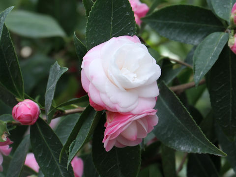 Camellia japonica cv. Sweet Jane