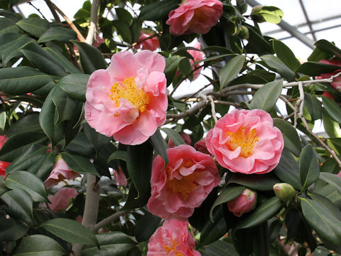 Camellia japonica cv. Pink Gold