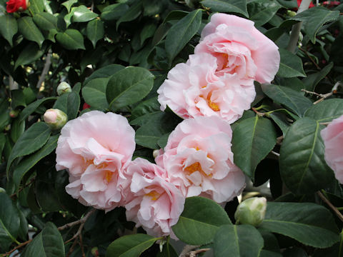 Camellia japonica cv. Easter Morn