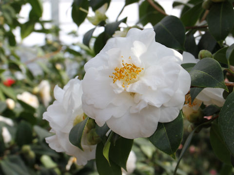 Camellia japonica cv. Pulchra