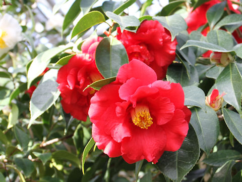 Camellia japonica cv. Grand Slam