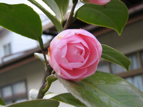 Camellia japonica cv.