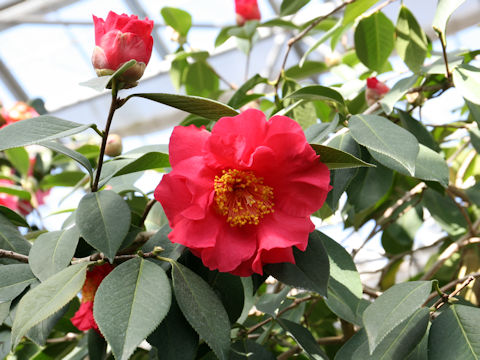 Camellia japonica cv. Curtail Call