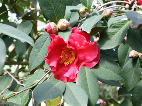 Camellia japonica cv. Curtail Call
