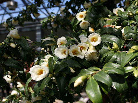Camellia japonica cv. Kogane-yuri
